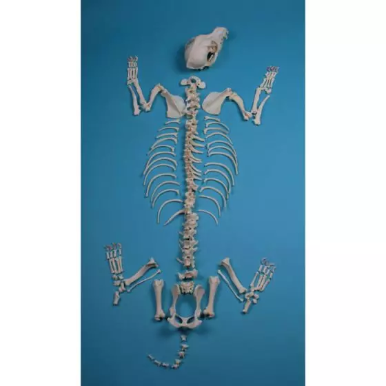 Esqueleto de Perro Erler Zimmer VET3020