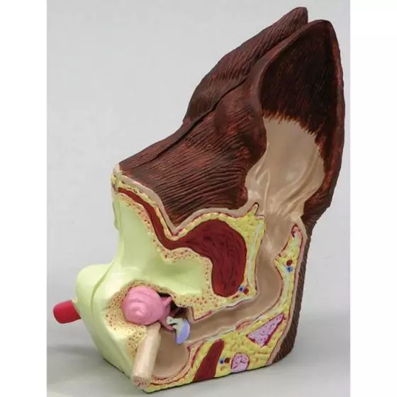 Oído canino - Normal / infectado Erler Zimmer