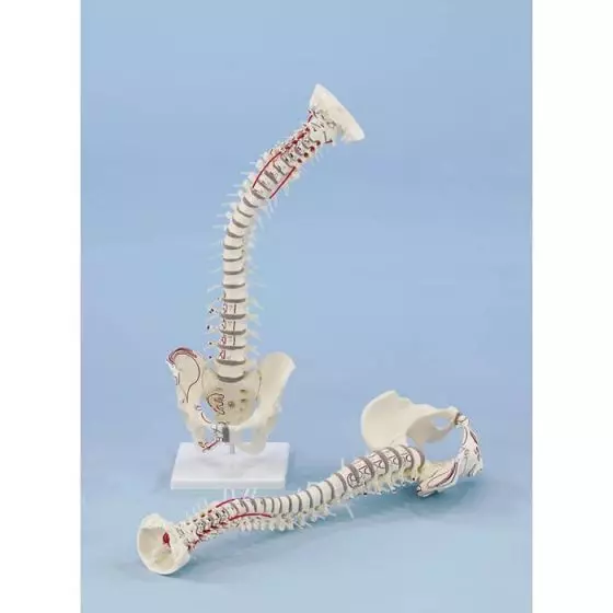 Columna vertebral con pelvis desmontable y músculos marcados con soporte Erler Zimmer