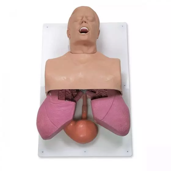 Maniquí adulto para el estudio de las vías respiratorias 3B Scientific