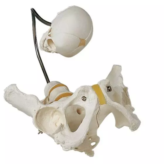 Pélvis de demostración del parto L30