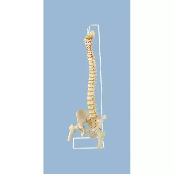 Columna vertebral con cabezas femorales Erler Zimmer A151