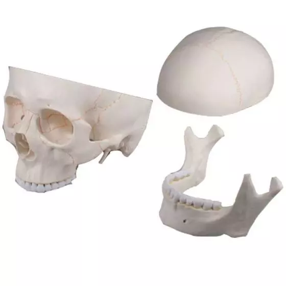 Modelo de cráneo, 3 partes Erler Zimmer