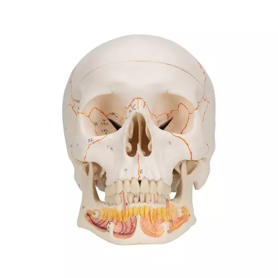 Cráneo clásico con mandíbula abierta, desmontable en 3 piezas 3B - A22