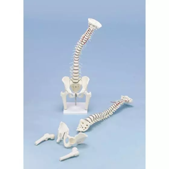 Columna vertebral con pelvis y secciones femorales con soporte Erler Zimmer