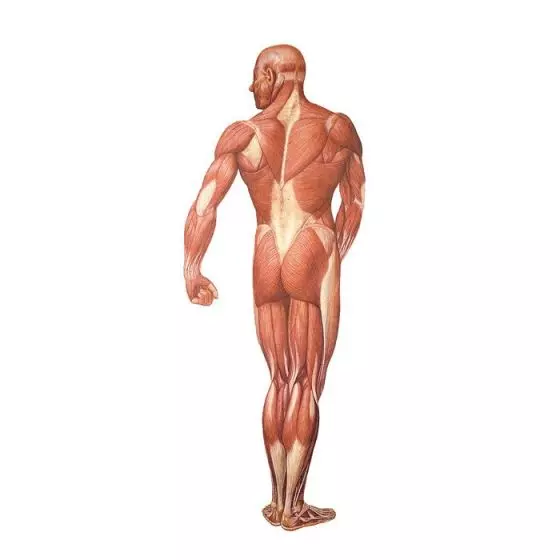 Musculatura Humana, posterior V2005U 