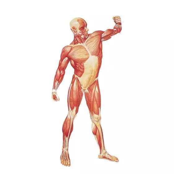 Musculatura Humana, frontal V2003U