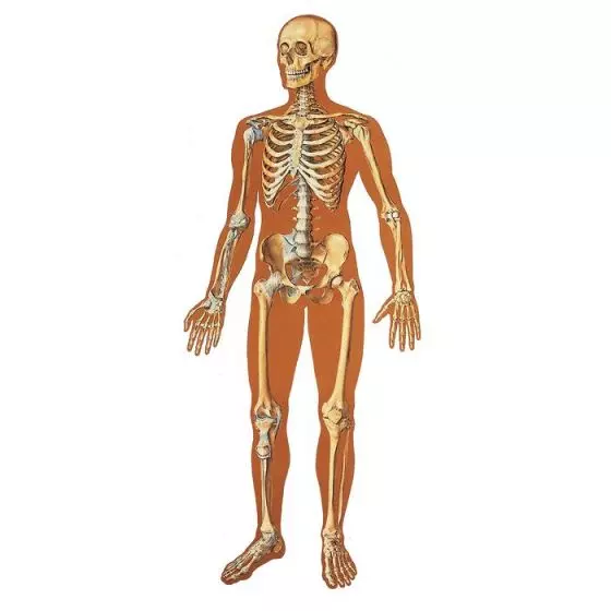El Esqueleto Humano, con ligamentos, frontal V2001U
