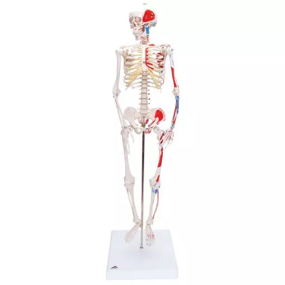 Esqueleto Miniatura  “Shorty“ con músculos pintados, sobre soporte A18/5