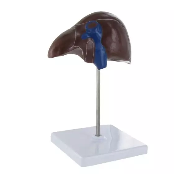 Modelo anatómico del hígado Mediprem