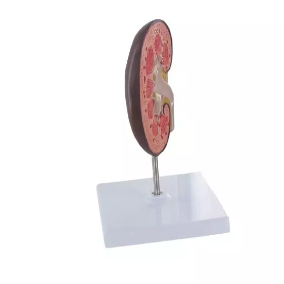 Modelo anatómico del riñón aumentado 1,5 veces Mediprem