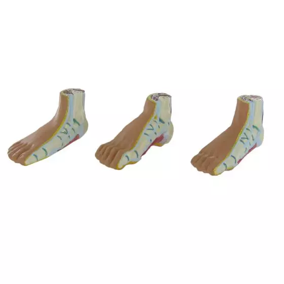 Modelo anatómico de los músculos del pie Mediprem