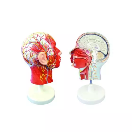 Modelo anatómico de media cabeza y cuello humano