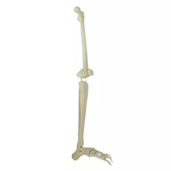 Modelo de esqueleto de piernas Mediprem
