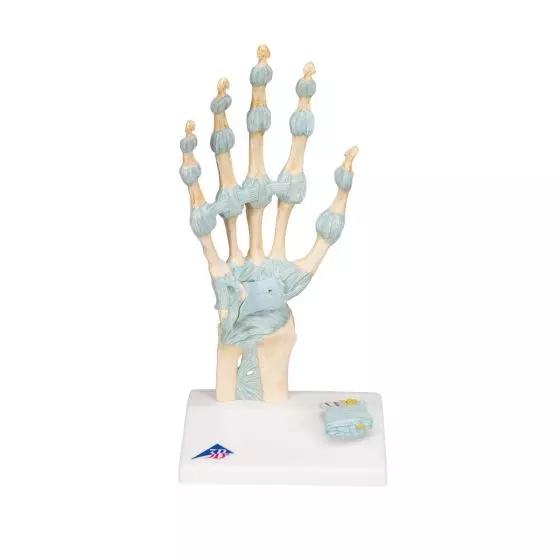 Modelo del esqueleto de la mano con ligamentos y túnel carpiano M33