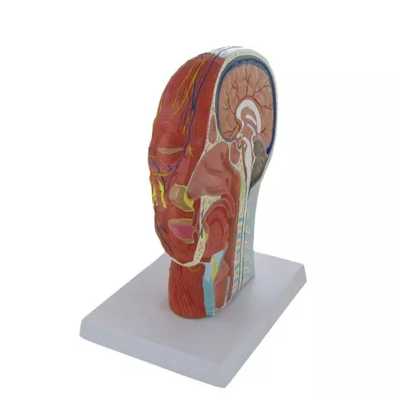 Modelo en relieve sección media de la cabeza Mediprem