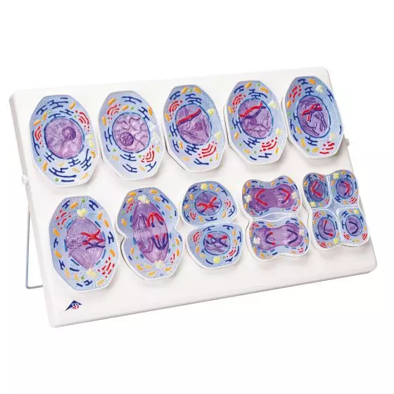 Modelo de la meiosis 3B Scientific