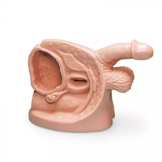 Simulador de cauterización masculino R11002 Erler Zimmer