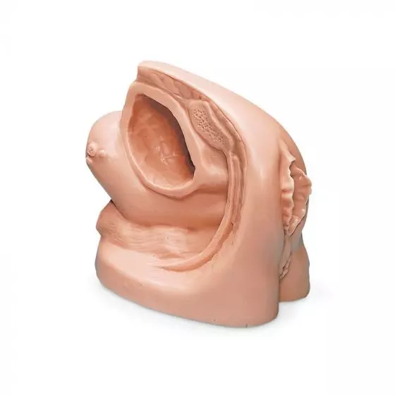 Simulador de cauterización femenina R11003 Erler Zimmer