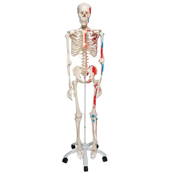 Esqueleto con músculos Max, con soporte para colgar 3B scientific A11/1