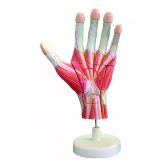 Esqueleto de la mano en 3 partes