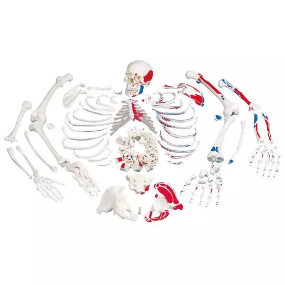 Esqueleto con descripción de músculos, desarticulado A05/2