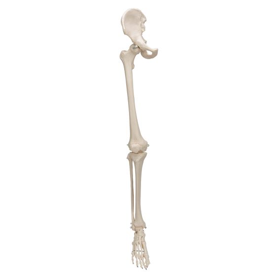 Esqueleto de la pierna con parte de hueso de la cadera 3B scientific A36R