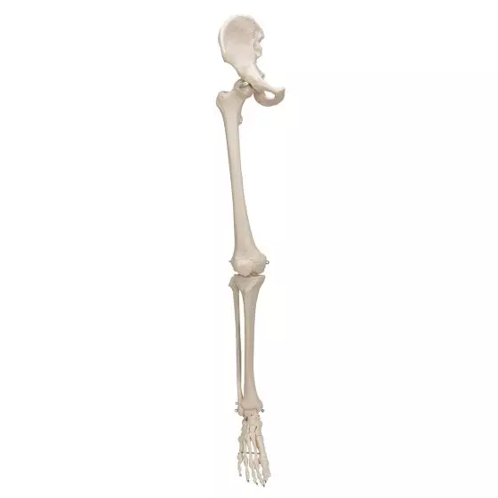 Esqueleto de la pierna con parte de hueso de la cadera 3B scientific A36R