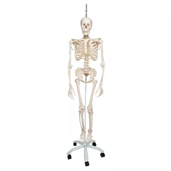 Esqueleto fisiológico, sobre soporte rotatorio 3B scientific - A15/3