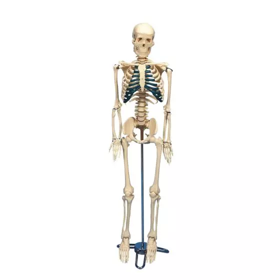 Esqueleto de mesa 3B scientific - W33000