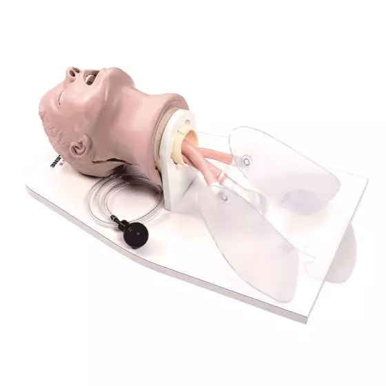 Maniquí de cabeza para intubación W44104 3B Scientific