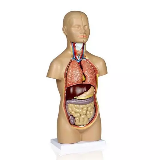 Torso humano asexual de 42cm en 12 partes