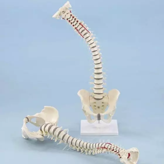 Columna vertebral con Pelvis desmontable Erler Zimmer