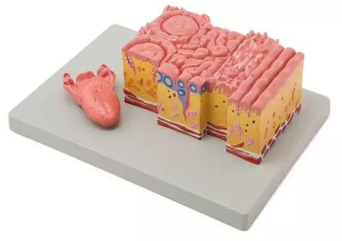 Modelo anatómico de la lengua y sus tejidos C66 Erler Zimmer