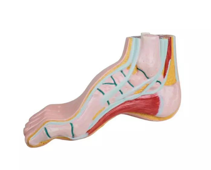 Modelo de pie cavo M232 Erler Zimmer