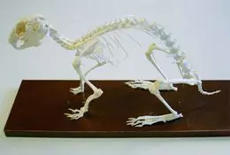 Esqueleto de conejo T30008-2