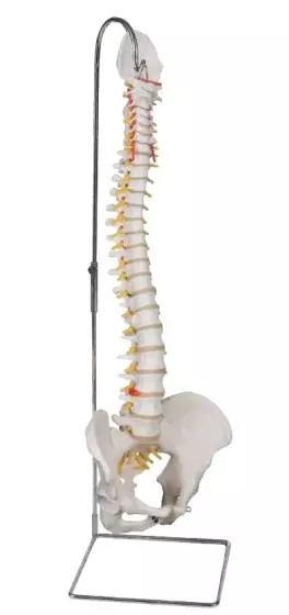 Columna vertebral flexible con soporte