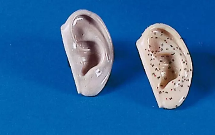 Modelo de acupuntura de 2 orejas 2064 Erler Zimmer