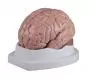 Modelo de cerebro, en 5 partes Erler Zimmer