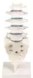 Columna lumbar Erler Zimmer