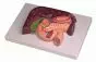 Modelo de hígado con vesícula biliar, páncreas y duodeno K151 Erler Zimmer