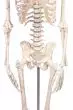 Esqueleto en miniatura Fred con columna vertebral flexible y músculos numerados 3045 Erler Zimmer