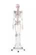 Esqueleto humano Bert con ligamentos Erler Zimmer 3010