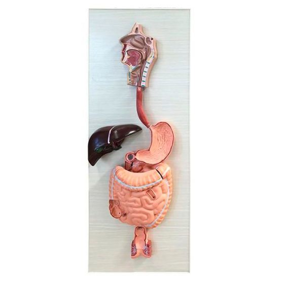 Modelo del sistema digestivo en 3 partes Mediprem