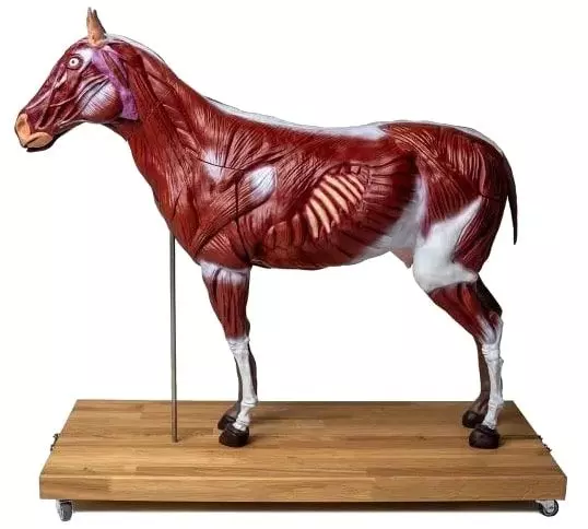 Modelo de caballo Erler Zimmer 1/3 tamaño natural