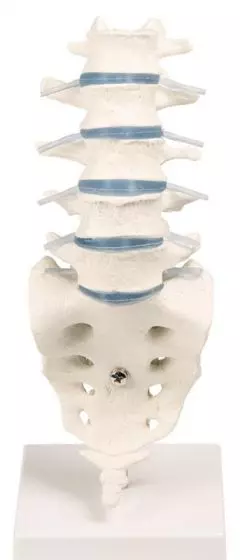 Columna lumbar Erler Zimmer