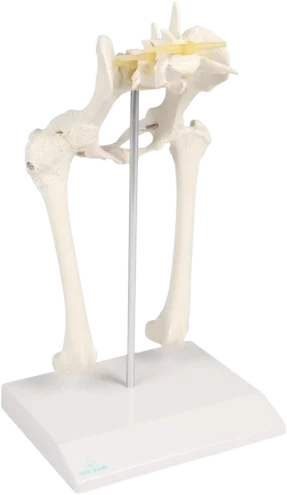 Modelo anatómico de cadera de perro Erler Zimmer
