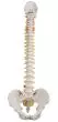 Columna vertebral flexible con soporte