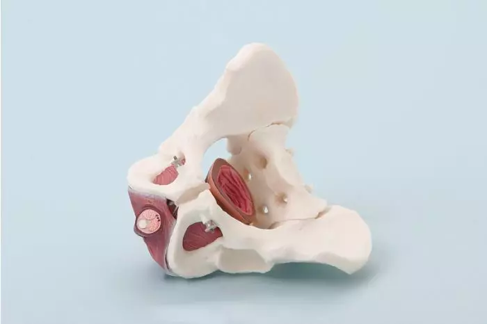 Modelo de pelvis masculina con musculatura del suelo pélvico Erler Zimmer 4070M