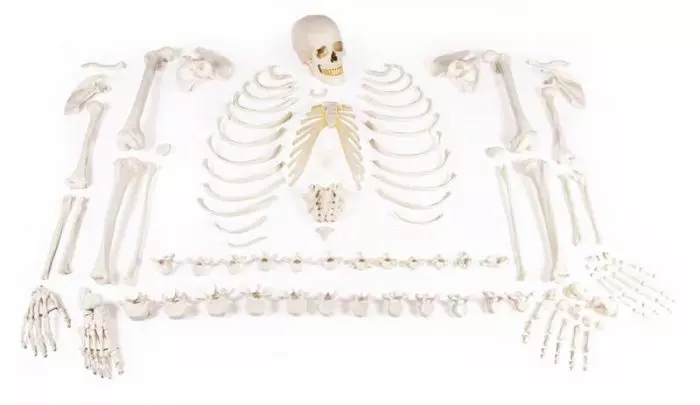 Esqueleto desmontado, completo 3020 Erler Zimmer